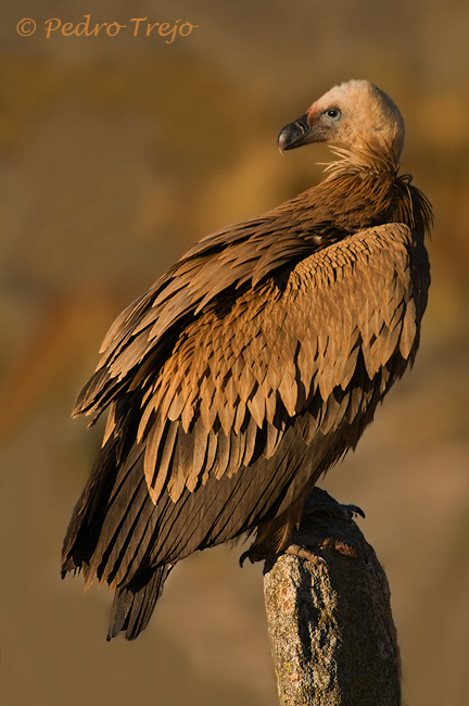 Buitre leonado (Gyps fulvus)